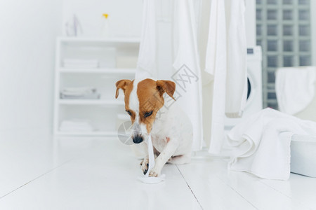 玩耍的小狗咬白毛巾坐在洗衣房的烘干机旁边一切都干净白图片