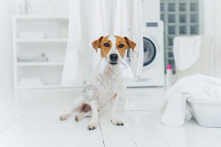 在室内拍摄小狗咬牙挂在白线上家中洗衣房地板上摆姿势卫生清洁和家庭概念图片