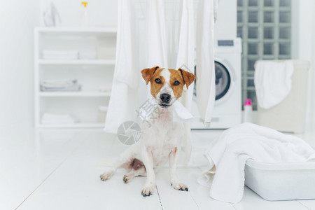 白色和棕狗咬着挂在烘干衣物上的洗布坐在浴缸附近的洗衣房地板上面布满毛巾回家洗衣服图片