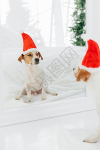 带着红色圣诞帽的小狗在照镜子图片