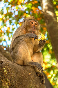 泰国科菲斐岛上的猴子图片