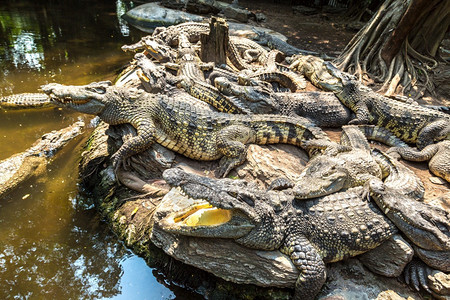 夏日在Bangko的狩猎世界动物园的鳄鱼图片