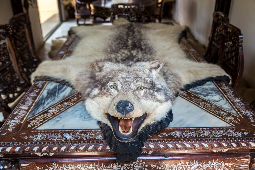 年3月9日在夏季间泰国的chiangr黑寺的ban水坝博物馆黑寺的桌子上狼皮