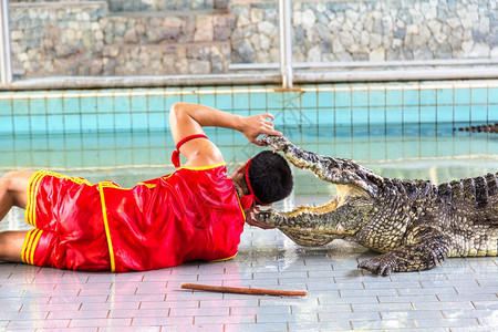 夏天在泰国的帕塔亚鳄鱼秀图片