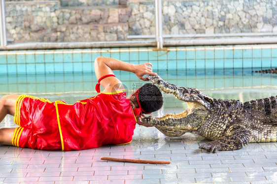 夏天在泰国的帕塔亚鳄鱼秀图片