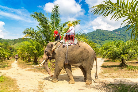 夏日乘大象在泰国丛林中游荡的客高清图片