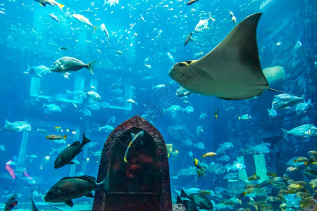 dubai水族馆珊瑚礁上的热带鱼类照片图片素材