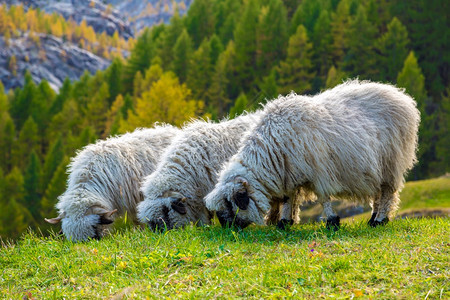 苏维埃阿尔卑斯山藻和瓦莱雅黑鼻羊巢以至瑞士的zermat图片
