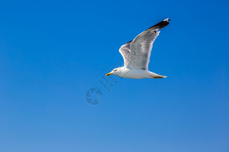 大海鸥在夏日的清空中图片