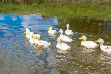 夏日在池塘游泳的可爱白鸭子图片