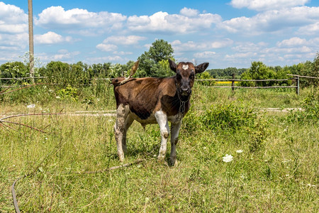 夏日小牛在草地上站立图片