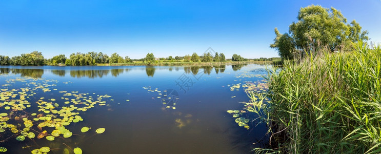 宁静的池塘和在美丽夏日中水厂图片