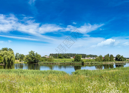 宁静的池塘和在美丽夏日中水厂图片