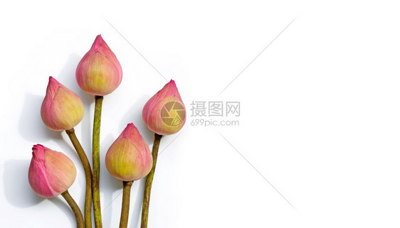 白色背景上的粉红莲花带有复制空间的顶视图图片