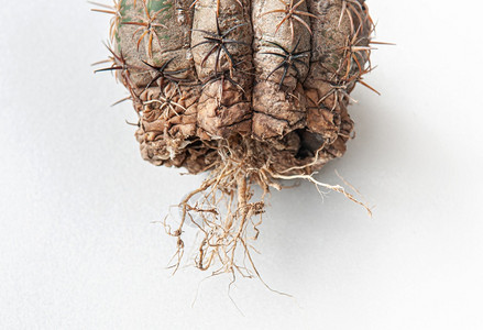 菌导致仙人掌疾病干根腐烂菌严重损伤感染体操白皮上隔离的仙人掌受到