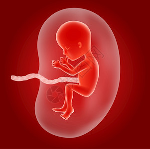 子宫内人类胎儿的插图图片