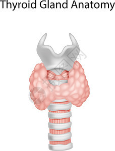 甲状腺解剖图背景图片