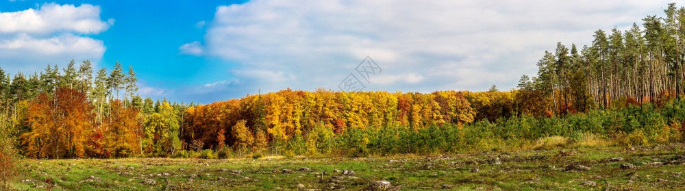 全景孤单的美丽秋树色风景图片