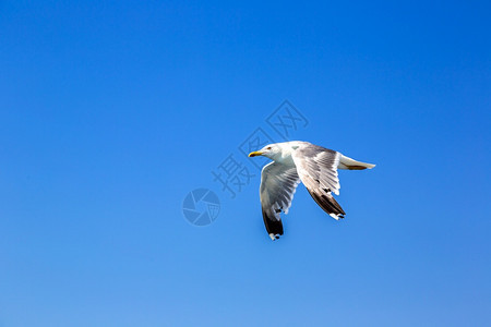 大海鸥在夏日的清空中图片