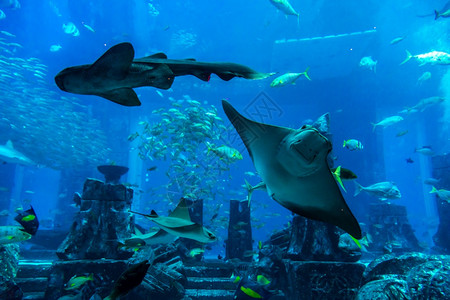 阿拉伯联合酋长国杜拜的大型水族馆图片