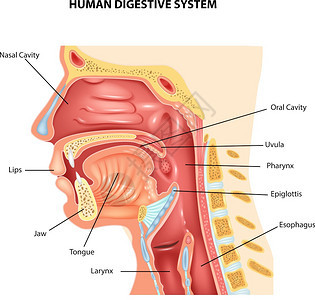 人类消化系统说明图片