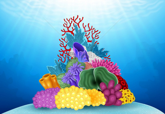 水下世界美丽的珊瑚图片