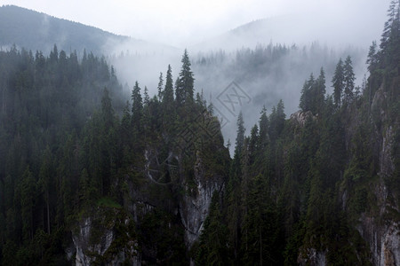 美丽的山地景观松林和雾的背景图片
