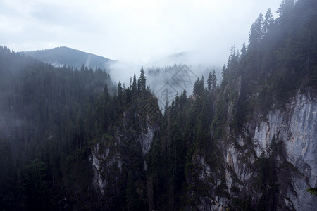美丽的山地景观松林和雾的背景图片
