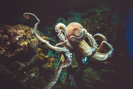 章鱼粗俗的海观章鱼粗的海图片