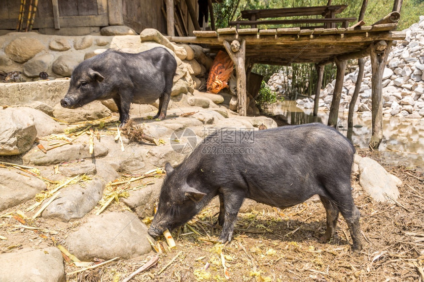 黑猪在夏日的萨巴laocivetnam图片