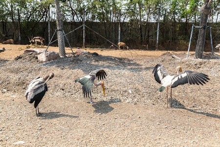 夏日在Bangko的动物园图片