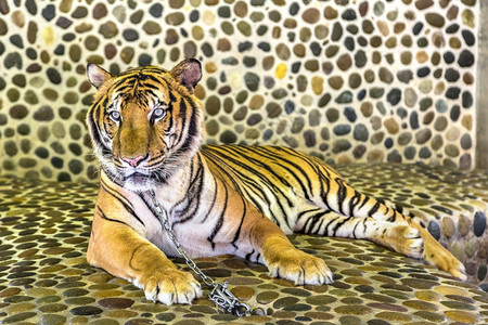 夏日在泰国帕达亚的老虎动物园图片