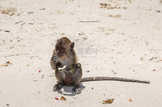 猴子在科菲斐岛的海滩上图片