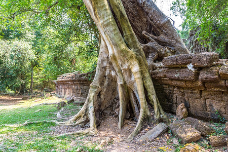 塔普罗姆寺庙的废墟是夏日Cambodi的夏日Semsar的复杂Agkorwat古寺图片