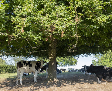 树荫底下的奶牛视图图片