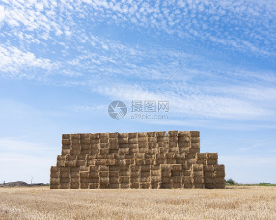 在蓝色夏日天空下花兰之年堆积成的大草丛图片