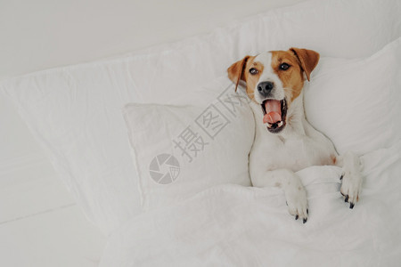 睡在舒适的床上白毯下放松家享受张开嘴露出舌头图片