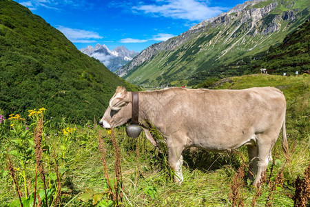 在阿尔卑斯山中放牧的牛群图片