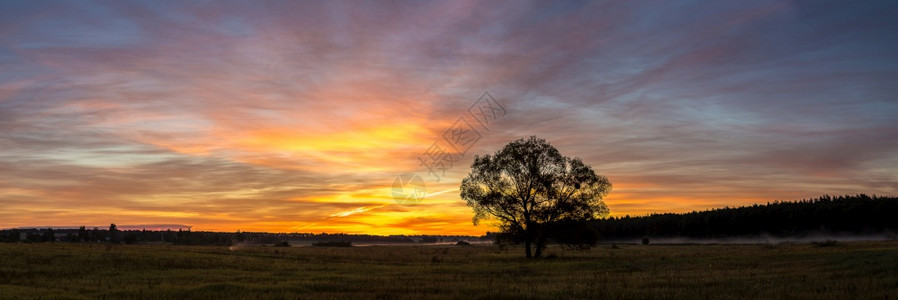美丽的日出在绿色田野和夏天清晨的一棵树上图片