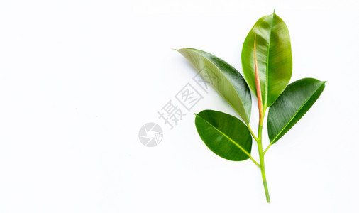 白色背景的橡胶树叶复制空间图片素材