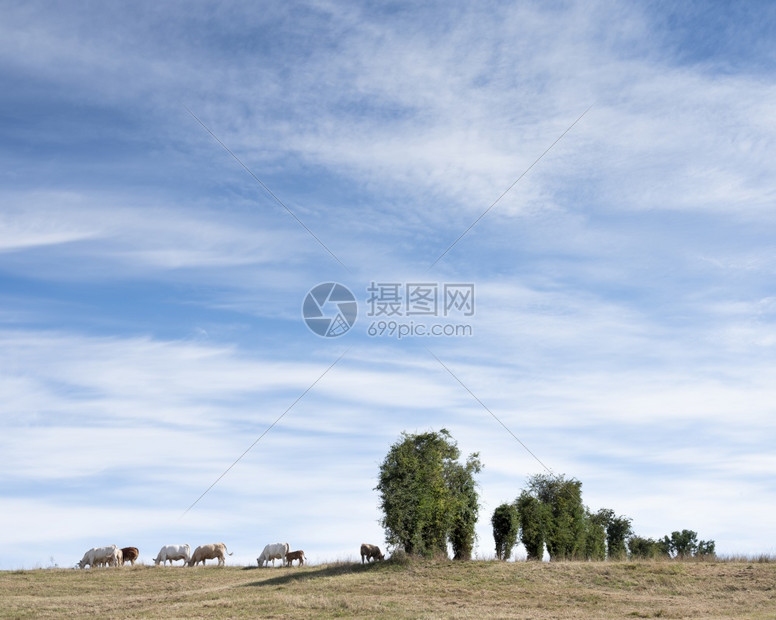 在法国北卡莱的农村的白牛图片