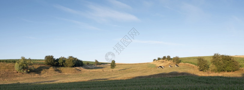 在法国北卡莱的农村的白牛图片
