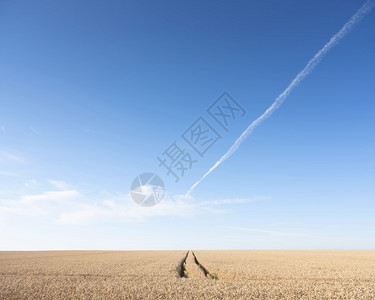 在蓝色的天空下法国田地的广大小麦作物中图片