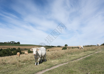在法国北卡莱的农村中发现白牛图片