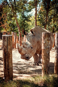 自然保护区的白色方唇犀牛自然保护区的白犀牛图片