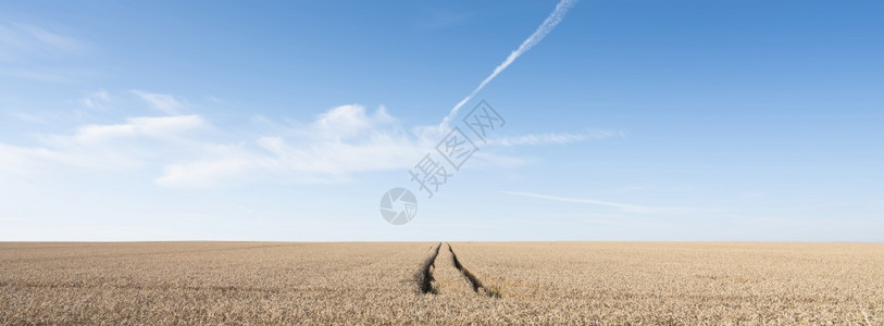 在蓝色的天空下法国田地的广大小麦作物中图片