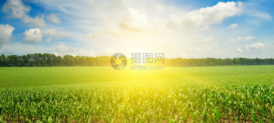有玉米的绿地蓝色云天地平线上的日出宽广照片图片