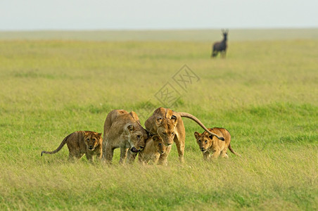 5岁的狮子家族马赛拉保留地肯雅非洲图片