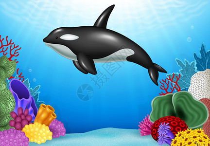 海底世界里的虎鲸卡通矢量插画图片
