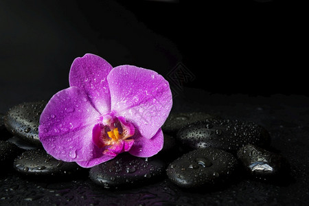 带有黑色玄武按摩石和粉红兰花的温泉概念水其底是黑色的图片